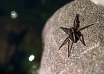 BB 12 0402 / Dolomedes fimbriatus